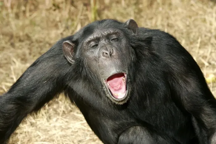 Framed Print : Chimpanzee - showing aggression. Chimfunshi Chimpanzee Reserve - Zambia - Afruca Framed Print : Chimpanzee - showing aggression. Chimfunshi Chimpanzee Reserve - Zambia - Afruca