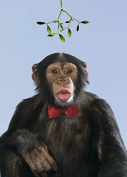 Chimpanzee - showing lips kissing under mistletoe with bow tie. Digital Manipulation: Mistletoe USH. Bow tie JD