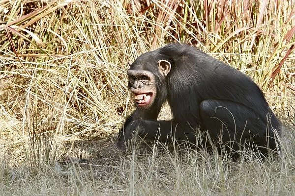 Chimpanzee - showing teeth. Chimfunshi Chimp Reserve - Zambia - Africa