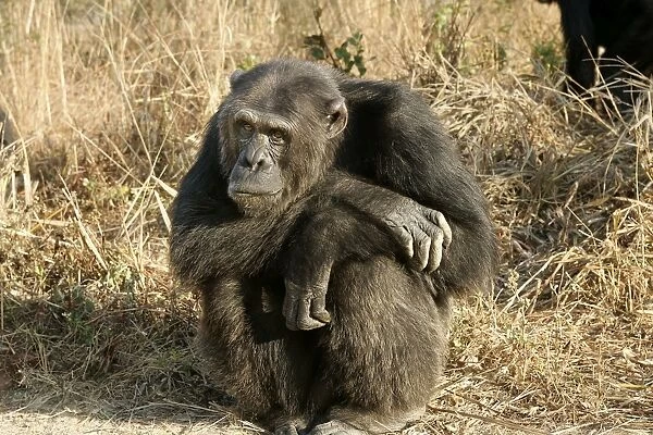 Chimpanzee - sitting. Chimfunshi Chimp Reserve - Zambia - Africa