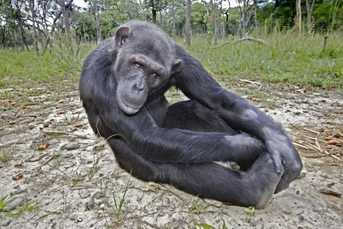 Framed Print : Chimpanzee - sitting. Chimfushi - Zambia Framed Print : Chimpanzee - sitting. Chimfushi - Zambia