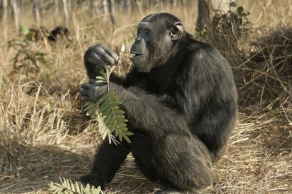 Chimpanzee - sitting & eating. Chimfunshi Chimp Reserve - Zambia - Africa