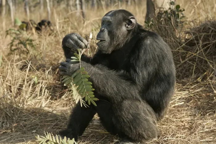 Framed Print : Chimpanzee - sitting & eating. Chimfunshi Chimp Reserve - Zambia - Africa Framed Print : Chimpanzee - sitting & eating. Chimfunshi Chimp Reserve - Zambia - Africa