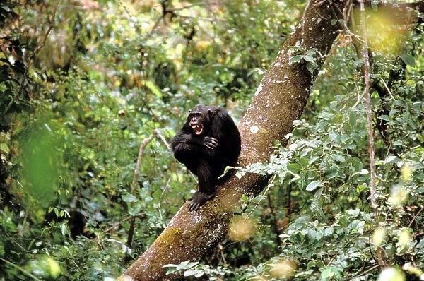 Chimpanzee - sitting on tree trunk in forest Tanzania