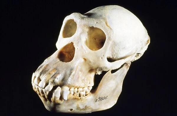 Chimpanzee Skull - male - Senagal to Tanzania