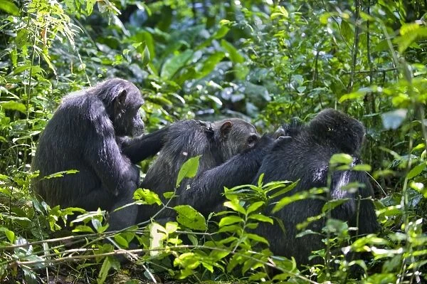 Chimpanzee - social grooming in morning sun - tropical forest - Western Uganda - Africa
