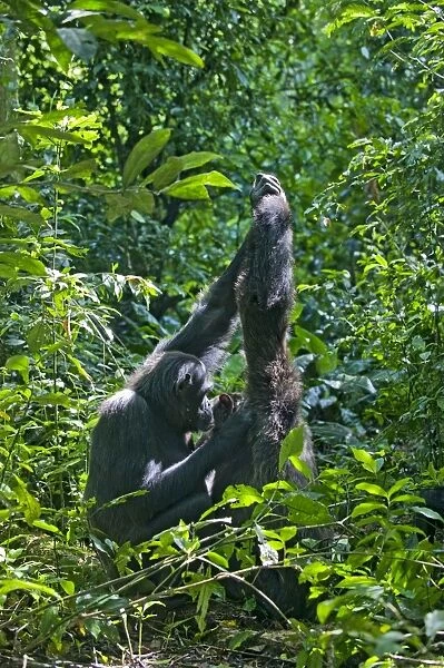 Chimpanzee - social grooming in morning sun ('hand clasp' grooming behavior) - tropical forest - Western Uganda - Africa