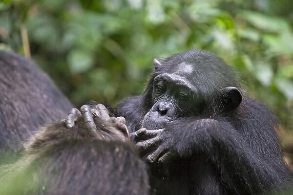 Chimpanzee - social grooming - tropical forest - Western Uganda - Africa