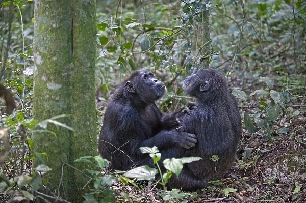 Chimpanzee - social grooming - tropical forest - Western Uganda - Africa