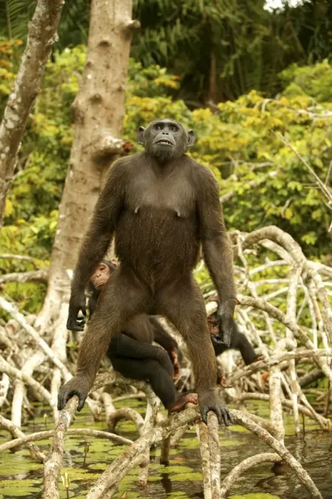 Framed Print : Chimpanzee Standing up on branches Concuati, Congo, Central Africa Framed Print : Chimpanzee Standing up on branches Concuati, Congo, Central Africa