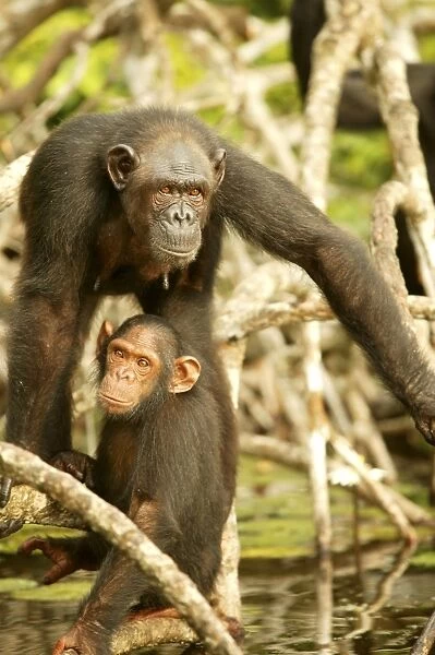 Chimpanzee Two together standing on branches Concuati, Congo, Central Africa