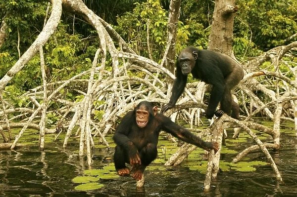 Chimpanzee Standing up on branches above water Concuati, Congo, Central Africa