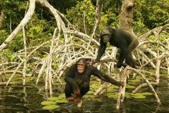 Framed Print : Chimpanzee Standing up on branches above water Concuati, Congo, Central Africa Framed Print : Chimpanzee Standing up on branches above water Concuati, Congo, Central Africa