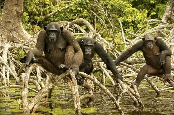 Chimpanzee Three together standing up on branches, above water Concuati, Congo, Central Africa