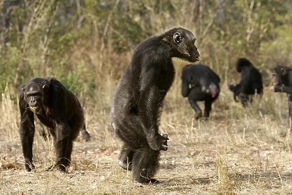 Chimpanzee - standing. Chimfunshi Chimp Reserve - Zambia - Africa