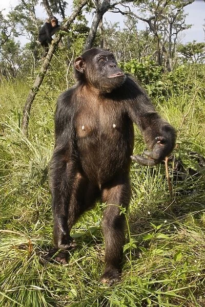 Chimpanzee - standing. Chimfushi - Zambia