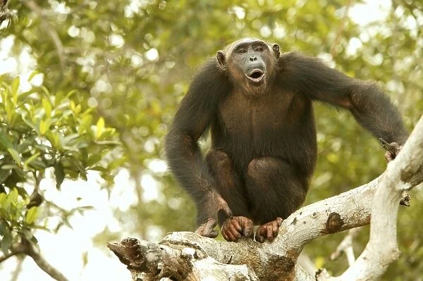 Chimpanzee Standing in tree Concuati, Congo, Central Africa
