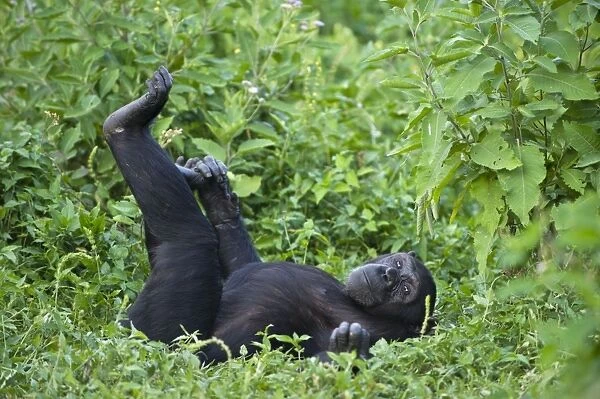 Chimpanzee - sub-adult female (named Ikuru) used as surrogate in infant integration program - Ngamba Island Chimpanzee Sanctuary