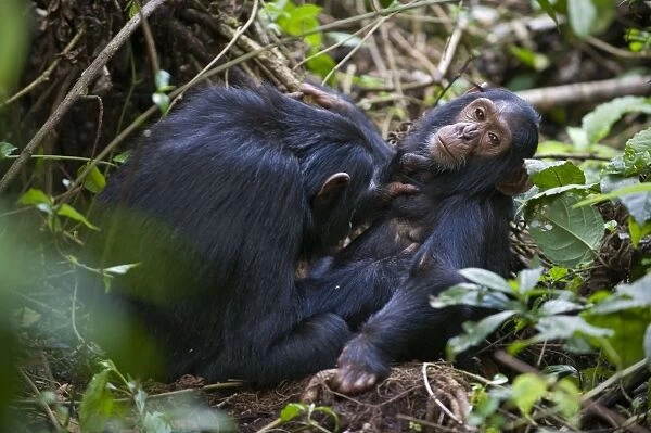 Chimpanzee - sub-adult grooming three year old sibling - tropical forest - Western Uganda - Africa