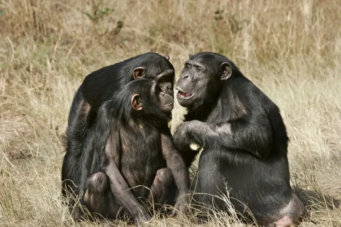 Framed Print : Chimpanzee - three. Chimfunshi Chimp Reserve - Zambia - Africa Framed Print : Chimpanzee - three. Chimfunshi Chimp Reserve - Zambia - Africa