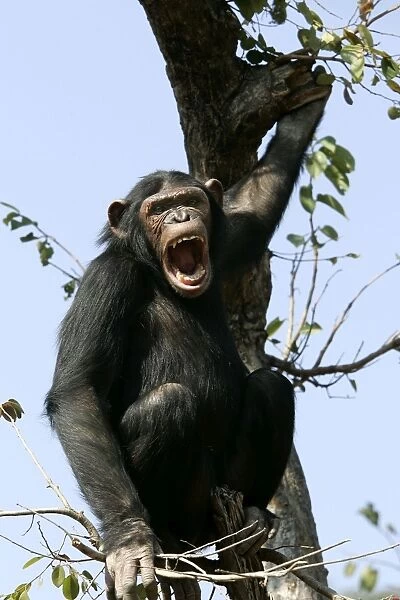Chimpanzee - in tree, calling. Chimfunshi Chimp Reserve - Zambia - Africa