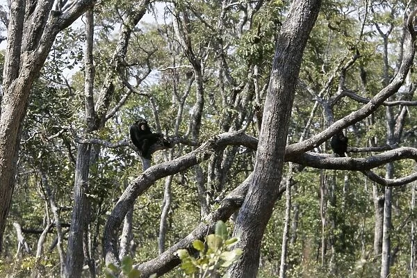 Chimpanzee - tree. Chimfunshi Chimp Reserve - Zambia - Africa