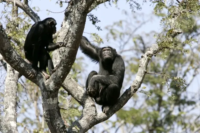 Framed Print : Chimpanzee - two in tree. Chimfunshi Chimp Reserve - Zambia - Africa Framed Print : Chimpanzee - two in tree. Chimfunshi Chimp Reserve - Zambia - Africa