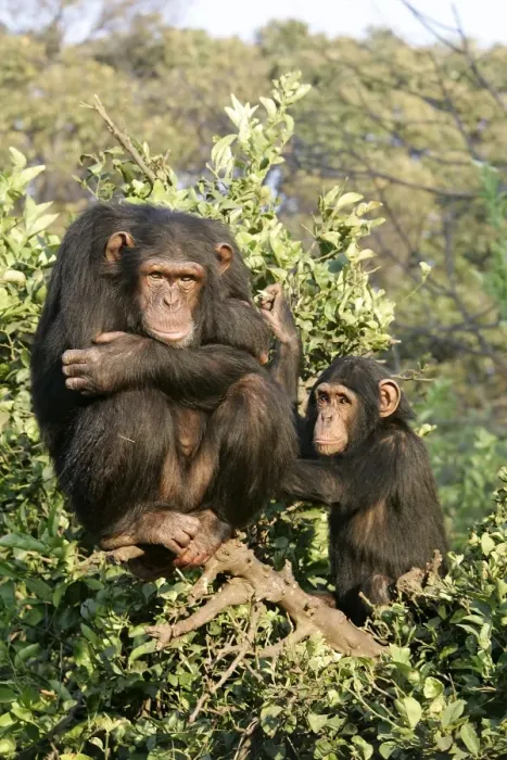 Framed Print : Chimpanzee - two in tree. Chimfunshi Chimp Reserve - Zambia - Africa