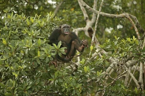 Chimpanzee In tree Concuati, Congo, Central Africa