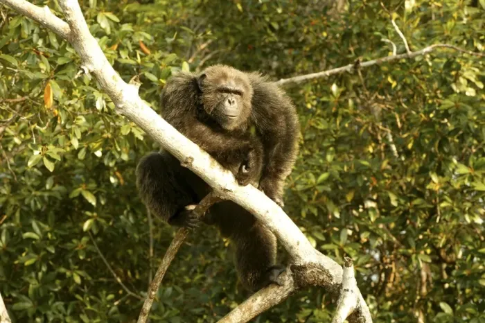 Framed Print : Chimpanzee In tree Concuati, Congo, Central Africa Framed Print : Chimpanzee In tree Concuati, Congo, Central Africa