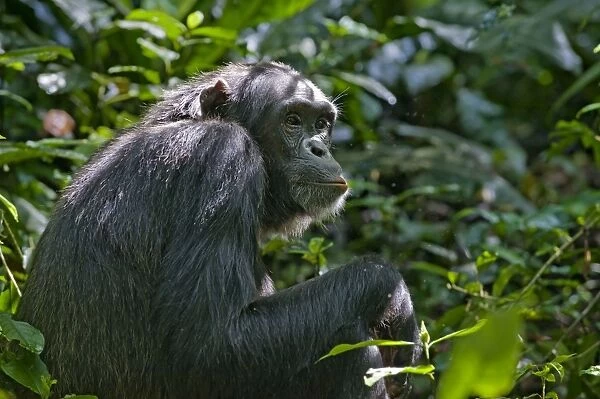 Chimpanzee - tropical forest - Western Uganda - Africa