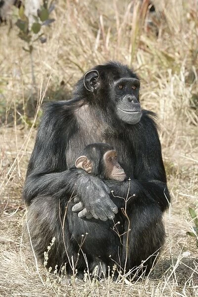 Chimpanzee - two, adult with young. Chimfunshi Chimp Reserve - Zambia - Africa