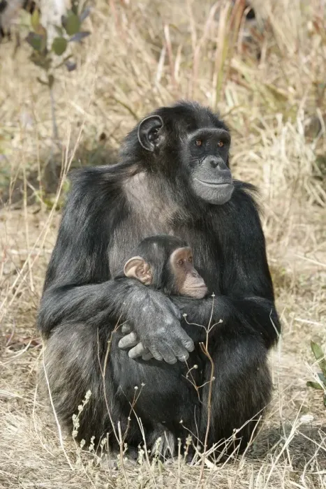 Framed Print : Chimpanzee - two, adult with young. Chimfunshi Chimp Reserve - Zambia - Africa