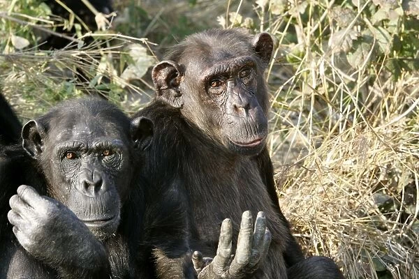 Chimpanzee - two. Chimfunshi Chimp Reserve - Zambia - Africa
