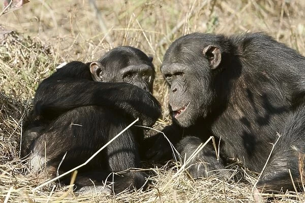 Chimpanzee - two. Chimfunshi Chimp Reserve - Zambia - Africa