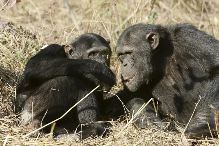 Framed Print : Chimpanzee - two. Chimfunshi Chimp Reserve - Zambia - Africa Framed Print : Chimpanzee - two. Chimfunshi Chimp Reserve - Zambia - Africa