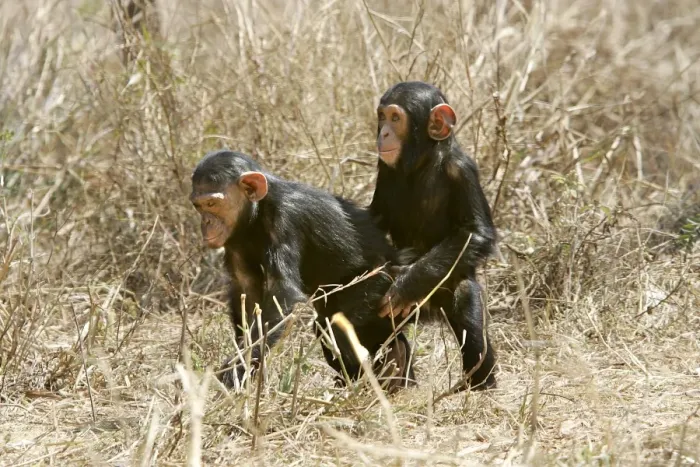Framed Print : Chimpanzee - two. Chimfunshi Chimp Reserve - Zambia - Africa Framed Print : Chimpanzee - two. Chimfunshi Chimp Reserve - Zambia - Africa