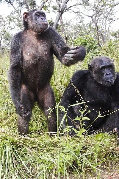 Chimpanzee - two, one standing. Chimfushi - Zambia