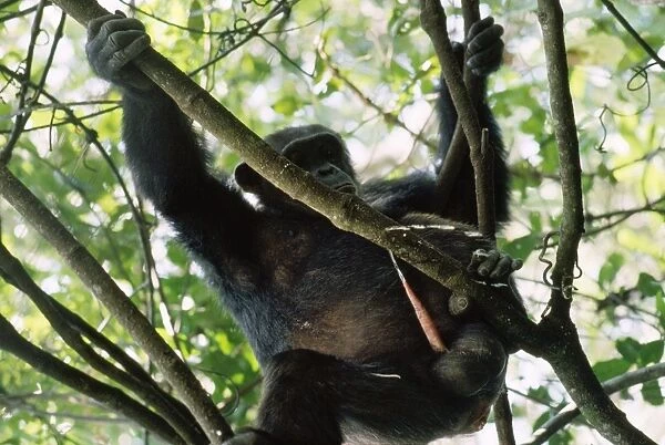 Chimpanzee - urinating Mahale Mountains Tanzania
