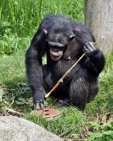 Chimpanzee using a stick to retrieve food from underground, as in the wild in Central African forests, but now set up as behavioural enrichment in captivity