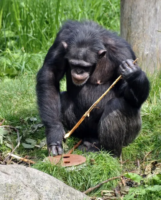 Framed Print : Chimpanzee using a stick to retrieve food from underground, as in the wild in Central African forests, but now set up as behavioural enrichment in captivity Framed Print : Chimpanzee using a stick to retrieve food from underground, as in the wild in Central African forests, but now set up as behavioural enrichment in captivity