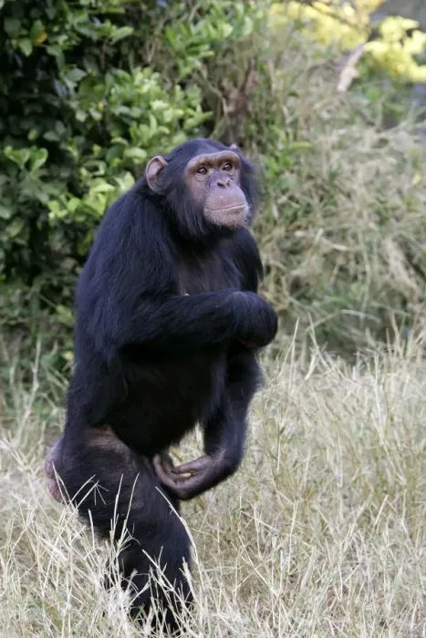 Framed Print : Chimpanzee - walking. Chimfunshi Chimp Reserve - Zambia - Africa Framed Print : Chimpanzee - walking. Chimfunshi Chimp Reserve - Zambia - Africa