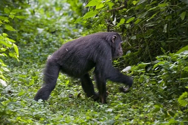 Chimpanzee - walking - tropical forest - Western Uganda - Africa