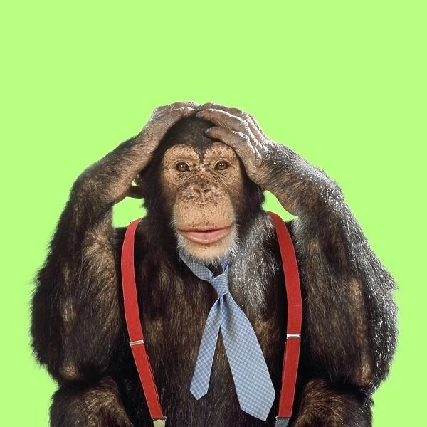 Chimpanzee - wearing tie and braces Digital Manipulation: Colour B / G Tie & braces (Su)