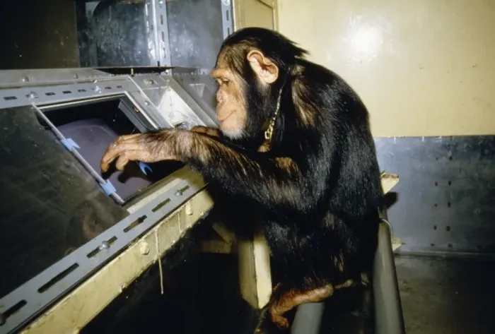 Framed Print : Chimpanzee YAB 1616 In Laboratory © Yves Arthus-Bertrand / ARDEA LONDON Framed Print : Chimpanzee YAB 1616 In Laboratory © Yves Arthus-Bertrand / ARDEA LONDON