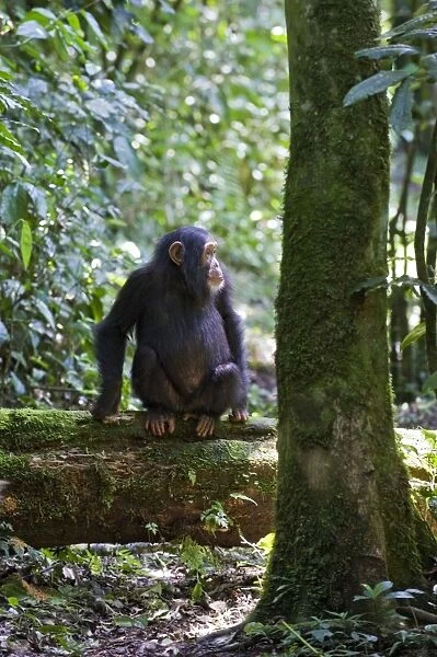 Chimpanzee - three year old baby resting on log - tropical forest - Western Uganda - Africa