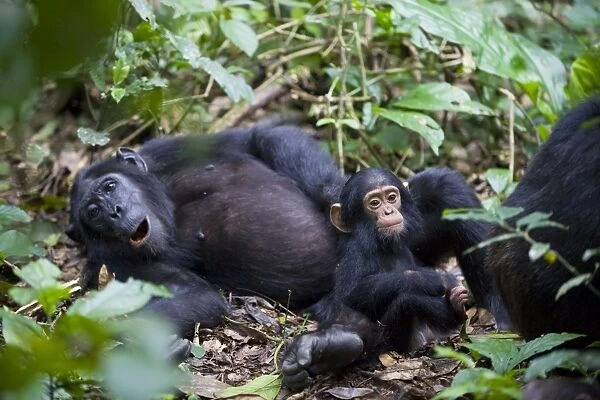 Chimpanzee - one year old infant with mother - tropical forest - Western Uganda - Africa