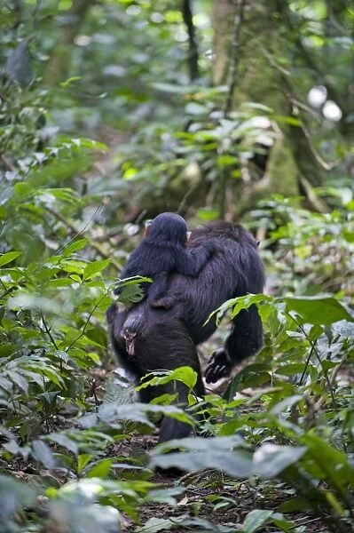 Chimpanzee - one year old infant riding on mother's back on forest trail - tropical forest - Western Uganda - Africa