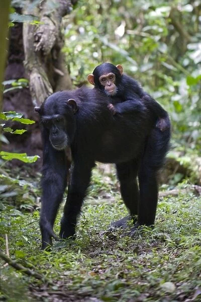 Chimpanzee - one year old infant riding on mother's back - tropical forest - Western Uganda - Africa