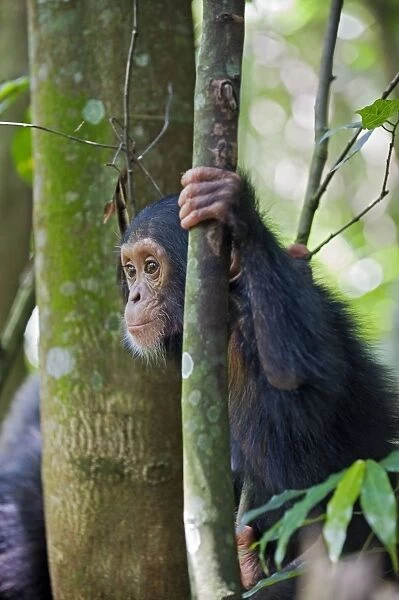 Chimpanzee - one year old infant - tropical forest - Western Uganda - Africa